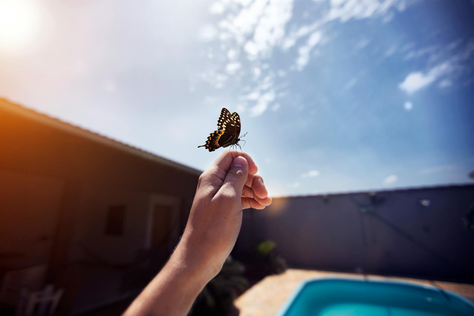 butterfly on a person s hand